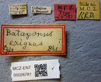 Media type: image;   Entomology 26781 Aspect: labels
